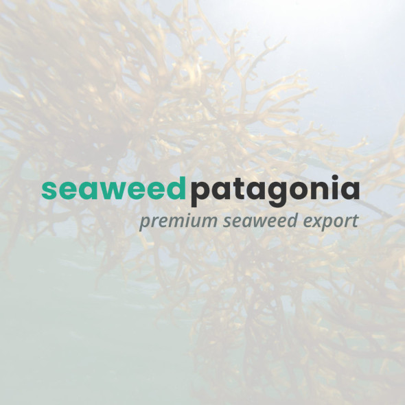 Floating Huiro (Macrocystis pyrifera)