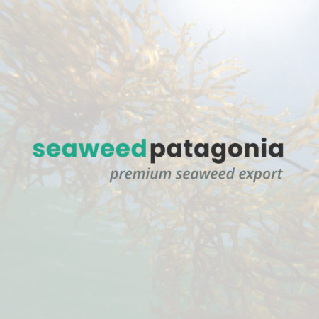 Palo Huiro (Lessonia trabeculata)